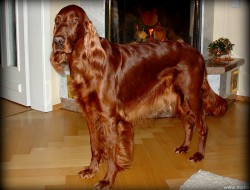 Bellinda 1.jpg