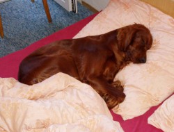 Maja 2009.jpg